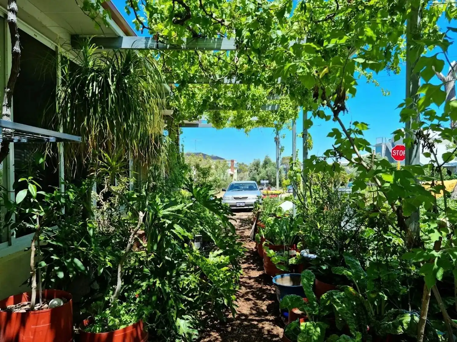 A path filled with plants with car in background.